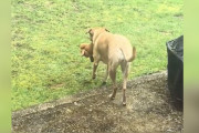 【海外】「お庭での大作戦！番犬が親友を連れてきた理由とは？」