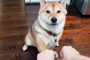 飼主さんとおやつを賭けた「どっちの手にあるでしょう」対決でズルをしてしまう柴犬