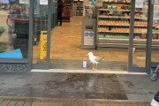 店の前で目撃された「常習犯カモメ」…今日も堂々とサンドイッチを盗んでいった