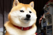 【動画】堕落した人間を鼻で笑う柴犬が話題に「柴犬は王家の犬だからね」（海外の反応）