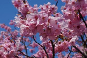 韓国人「韓国人も桜が大好きです‥」→「日本桜の原産地は韓国で、日本の国花は菊です」　韓国の反応