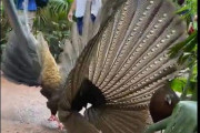 「オスのキジが必死に求愛してるんだけど、全くメスに相手にされてない…」涙ぐましい現場