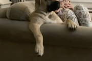 一家の主人のように振る舞いテレビを見る犬がかわいい。