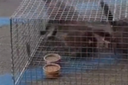お前らを捕えるのなんて簡単なんだぜ？野良猫を医療や保護のために捕らえるためのトラップ。海外の反応