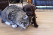 初めて猫に会ったラブラドールの子犬が、とっても失礼なごあいさつをしてしまう