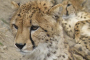 恐怖の追跡6分間！男性は必死に「あっちに行け！」と叫ぶ-しかしピューマの追跡は止まず… 海外の反応