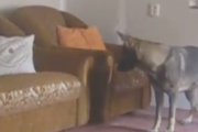 おうちの中で鬼ごっことかくれんぼ。全然捕まらないプロの子犬。海外の反応