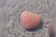 【海外】ビーチで発見！心形の不思議な生き物とは？