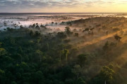 【海外】「大企業がWWFと手を組み、1万5千平方マイルの森を守る！森の未来を変える取り組みとは？」