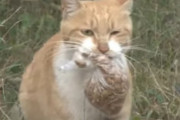 その場で餌を食べようとせず、ビニール袋に入れたエサだけを持ち帰る野良猫。そこには我が子を思う母猫の愛が。