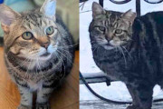 【海外】「長年の野良生活から一転！家猫としての新しい人生を始めた猫が見つけた『信頼』とは？」