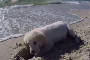 浜辺で穴を掘って遊んでいた子犬→波が押し寄せてきて穴が水浸しになってしまい激おこ！