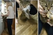 「そこにおいしいものが入ってるのは知ってるんだ！」冷蔵庫から食べ物を盗む猫