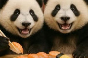 中国人「私が日本旅行中に便秘になる理由」　中国人「私も全く同じ！」「私は巨額の投資をした」