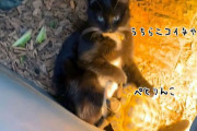 いつも一緒、ニコイチな猫と亀