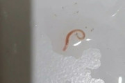 韓国人「水がろ過されてないんだ…」ソウルの家庭の水道水からも幼虫を発見…水道事業所調査中