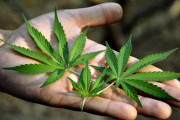 海外「大麻が合法の国の人たちはどんな生活してるの？」マリファナのお陰で博士課程を無事終了しました