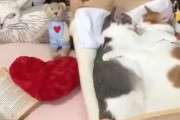 海外「この可愛さは反則すぎたw」お互いを抱っこしてスヤスヤ眠る日本のモフモフ動物が愛らしくて外国人も癒される