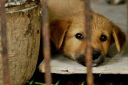 犬肉を売ったら過怠料500万ウォン…ソウル市議会、自治体初の条例推進＝韓国の反応