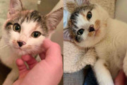 【海外】外の隅で隠れていた子猫、優しい女性が信頼を勝ち取るまでの感動ストーリー