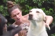 シャワータイム！人と犬とチンパンジー、みんなで楽しく洗いっこするぞ。海外の反応