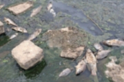 韓国で魚が大量死…その原因が判明＝韓国の反応