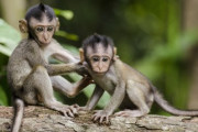 人間との魅惑的な関係を築く愛らしいサル「人間と動物の共存の在り方」「彼らの森や自然の居住地を破壊してはならない」海外の反応