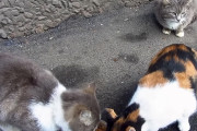 (# ﾟДﾟ)シャー！他の猫と一緒にご飯を食べたくなくてめちゃくちゃ怒る猫さん