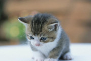 【キュン】撮影中のカメラマンと触れ合おうとする興味深々な子ネコが海外で話題に