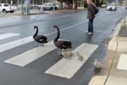 交通ルールを守って横断歩道をきちんと渡る白鳥の親子の微笑ましい姿