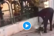 イタリア：アフリカ系不法移民が地元の飼い猫を捕まえ丸焼きに？衝撃的な映像が海外ネットで拡散[海外の反応]