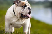 ノルウェーでブルドッグが繁殖禁止に！ 不健康な犬のブリーディングは動物虐待との判断が下る