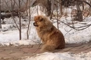 中国にもいた忠犬ハチ公？飼い主さんが亡くなって５年経ってもずっと待ち続けるワンちゃん！