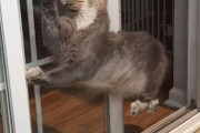 外国人「うちのペットの馬鹿げた瞬間を見せていくｗｗｗｗ」