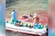 韓国人「独島アシカも日本人に虐殺された」残忍な日本のイルカ追い込み漁の様子が、米英が撮影し、殺戮の様子を報道！　韓国の反応