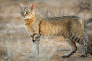 【海外】猫の起源とは？人間と共存するようになった猫の歴史を探る