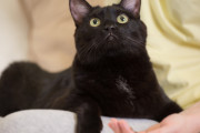 妻の猫をそっくりな猫と交換した男性、未だ妻に気付かれていないことを告白