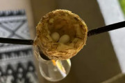 【海外】ハチドリが電飾にも巣作り！かわいい写真が続々公開中