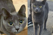 【海外】空き地で見つけた子猫、驚きの伴侶！なんと子猫のお母さんだった！