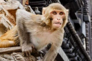 【海外】動物のミスで人類に起きた大事件！知られざる10の衝撃エピソード