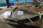 韓国人「日本海でマグロが豊漁！」日本海で発見された314kgのクロマグロを韓国漁船が水揚げ！　韓国の反応