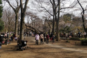 海外「世界が自粛ムードになる中、日本では花見をしているようだぞ」