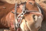 世界で最もメロドラマな馬。人間が乗ろうとするとドラマチックに死んだふり