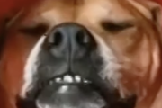 ハンモックの中で仰向けで熟睡する犬。最高のリラクゼーション体験。