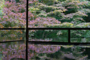 日本の「透明感が半端ない瑠璃光院の池」が絵画のように美しかった【タイ人の反応】