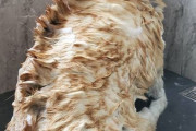 外国人「うちの犬が物凄くゴジラっぽく見えるんだけど(笑)」