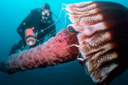 外国人「海が恐ろしくなるヤバい生物を集めてみたｗｗｗｗ」