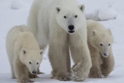 【海外】極めて珍しい！母シロクマが孤児の子グマを養子にした感動の瞬間