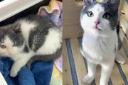 【海外】「雪の中で見つけた子猫、見捨てられない思いと感動の物語」