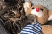 お気に入りのぬいぐるみを渡すと手を伸ばして「ぎゅっ♡」っとする子猫ちゃん